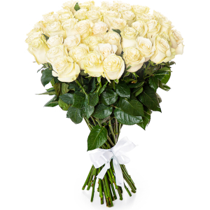 Trandafiri albi 60-70 cm