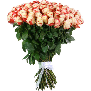 Trandafiri Sweetnes 60-70 cm